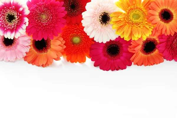 Gerbera virágok — Stock Fotó