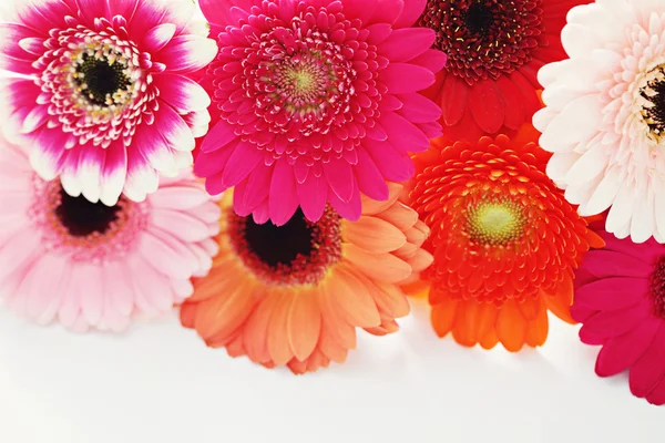 Květiny Gerbera — Stock fotografie