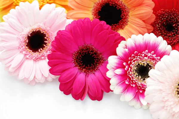 Květiny Gerbera — Stock fotografie