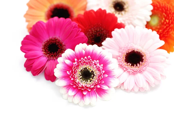 Gerbera çiçekleri — Stok fotoğraf