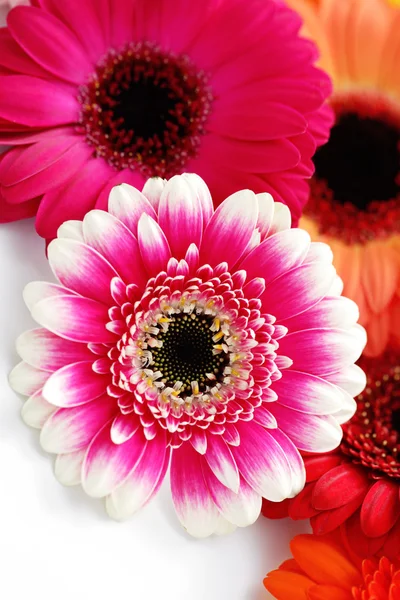 Gerbera çiçekleri — Stok fotoğraf