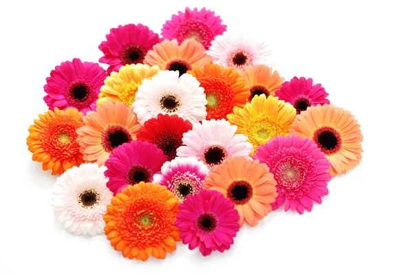 Gerbera 's — Stockfoto