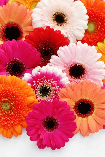 Gerbera fiori — Foto Stock