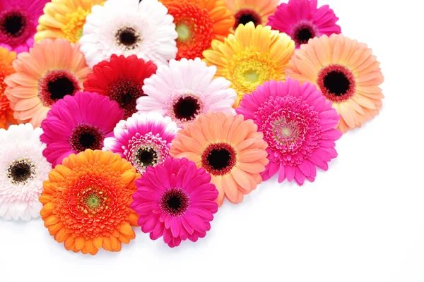 Gerbera çiçekleri — Stok fotoğraf