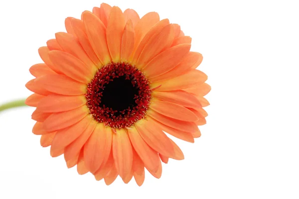 Gerbera çiçek — Stok fotoğraf