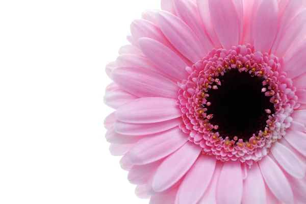 Flor de gerbera — Fotografia de Stock