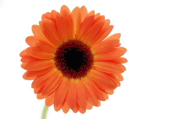 Gerbera çiçek — Stok fotoğraf