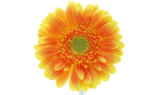 Gerbera kwiat — Zdjęcie stockowe