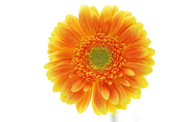 Gerbera çiçek — Stok fotoğraf