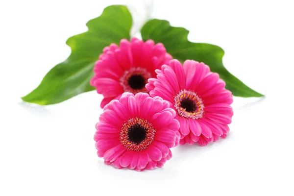 Rózsaszín gerbera — Stock Fotó