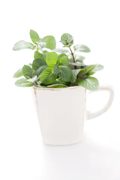 Teh mint — Stok Foto