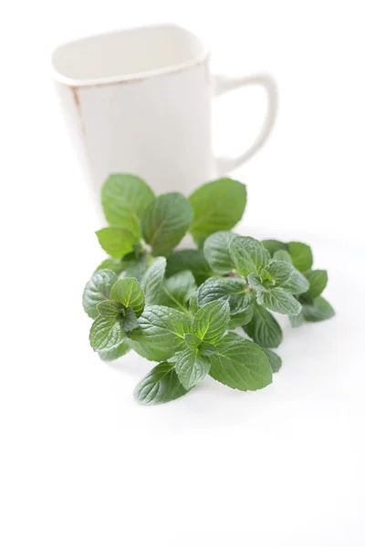 Mint tea — Stock Photo, Image