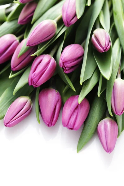 Tulpen — Stockfoto