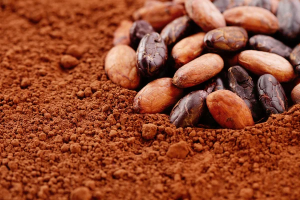 Granos de cacao — Foto de Stock