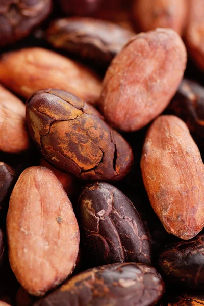 Kakao bönor — Stockfoto