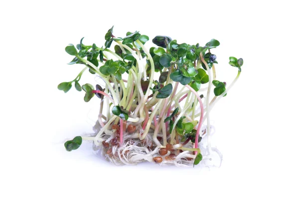 Sprouts on white background — Stock Photo, Image