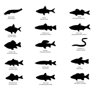 Silhouettes of european fishes vector Silhouettes of european fishes vector
