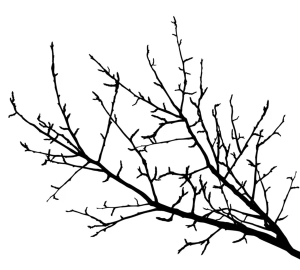 Gałęzie drzewa sylwetka (ilustracja wektorowa) — Wektor stockowy