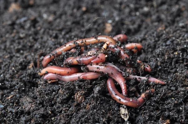 Group of earthworms — Stok fotoğraf
