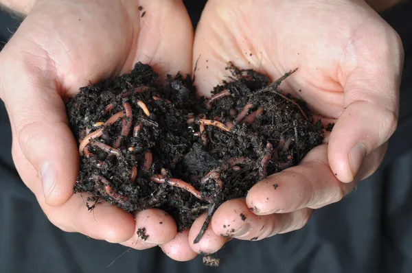 Group of earthworms — Stock Photo, Image