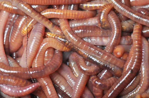 Группа дождевых червей — стоковое фото