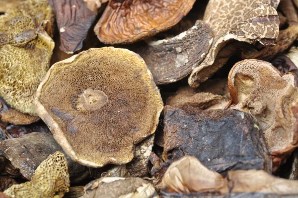 말린된 버섯 배경 — 스톡 사진