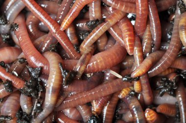Group of earthworms