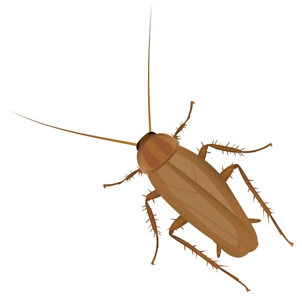 Cucaracha vectorial — Vector de stock