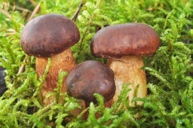 moss, mantar