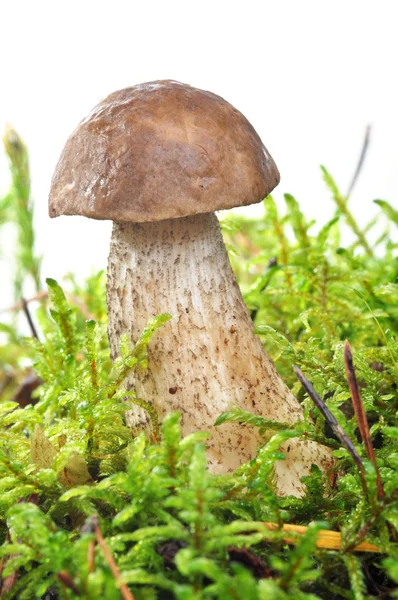 Champignon in moss — Stockfoto