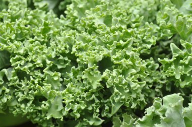kale closeup