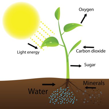 fotosentezin düzeni