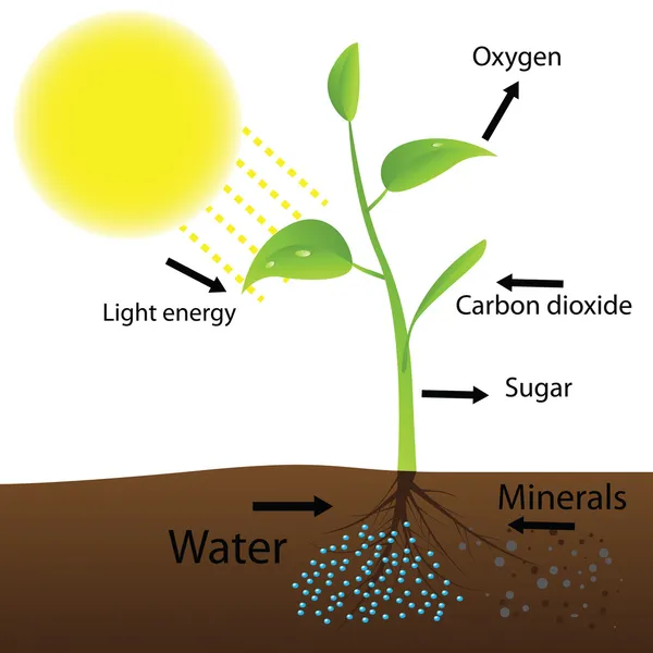 Schéma fotosyntézy — Stockový vektor
