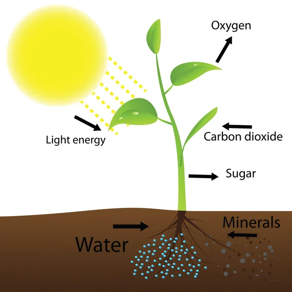 Scheme of photosynthesis — Stock Vector