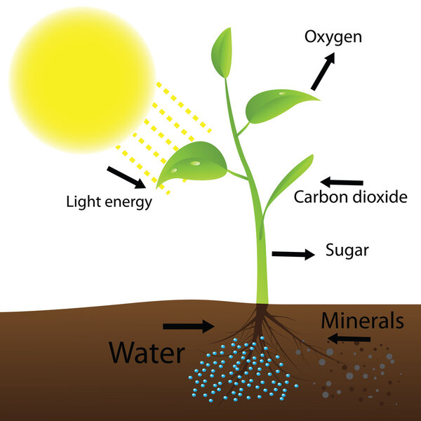 Scheme of photosynthesis