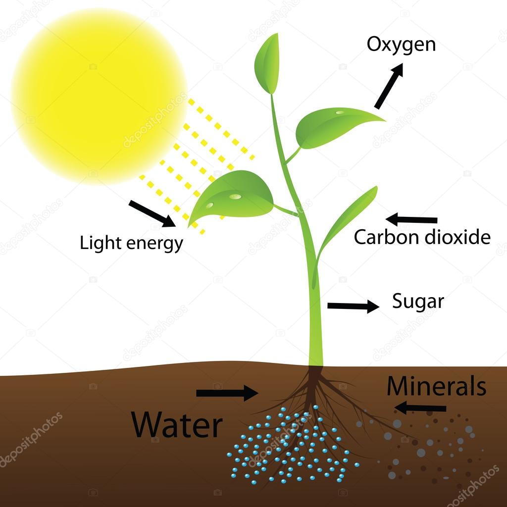 Scheme of photosynthesis (Vector illustration)