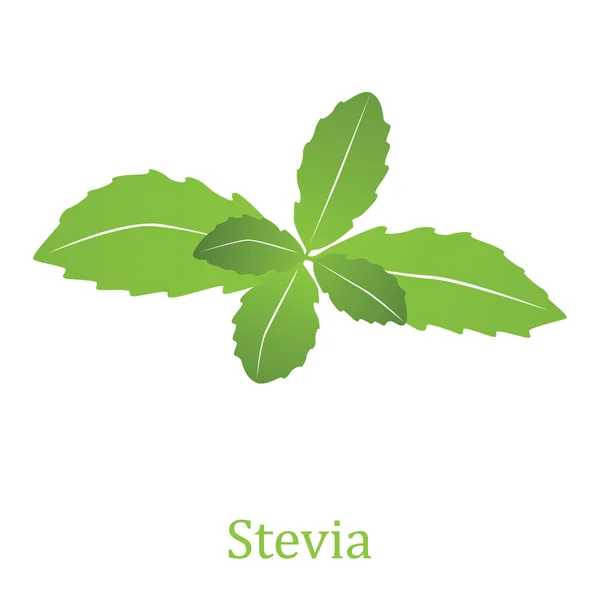Stevia rebaudiana (vector illustration) — Stock Vector