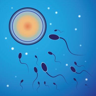 Vector illustration of spermatozoon and egg cell clipart