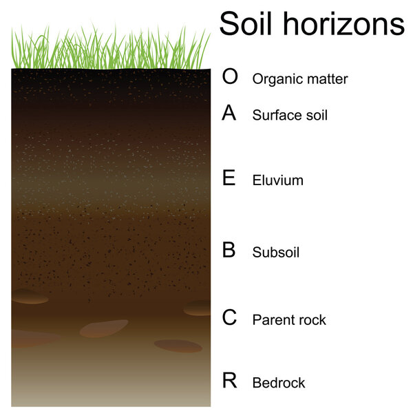 Векторная иллюстрация горизонтов почвы (слоев)
)
