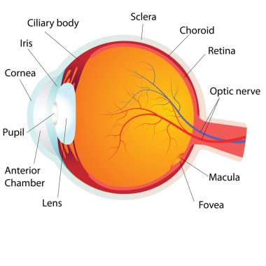 insan gözünün anatomisi, vektör