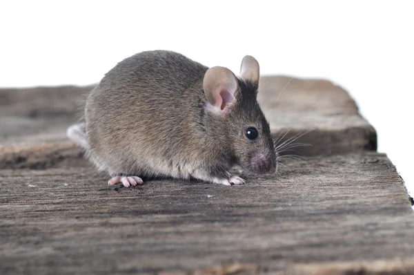 Braune Maus auf Holztisch isoliert auf weißem Tisch — Stockfoto