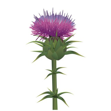 süt thistle, üzerinde beyaz izole silybum marianum. vektör