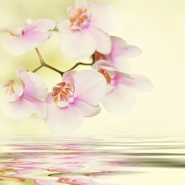 Beautiful pink orchid flower background reflected in water — Stock Photo, Image