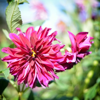 kasımpatı çiçekleri