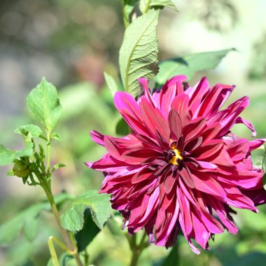 kasımpatı çiçekleri