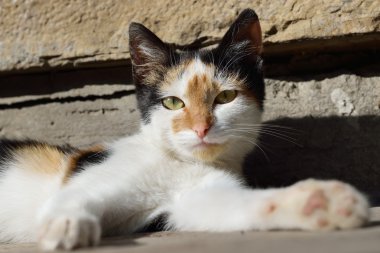 taşa oturmuş Siyah beyaz kırmızı kedi