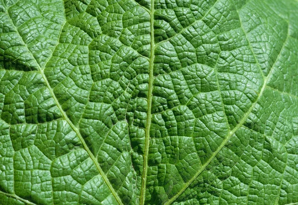 Close-up groene bladtextuur — Stockfoto