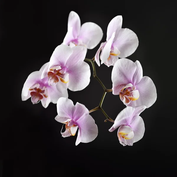 Pink orchid på svart bakgrund — Stockfoto