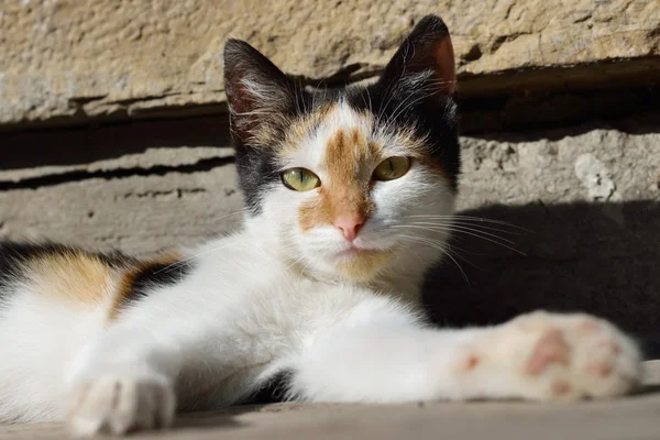 En svart vit röd katt sitter på stenen — Stockfoto