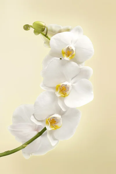 Vacker vit orkidé blommor — Stockfoto
